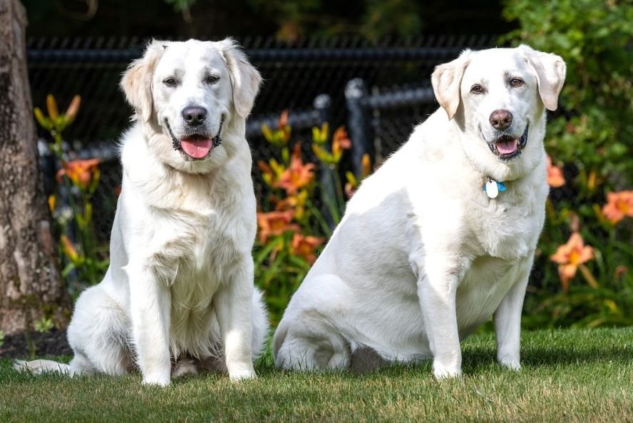 Ab Wann Heben Labrador Rüden Das Bein Hunderassen-Lexikon: Der Labrador Retriever — confidu