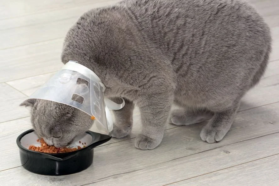 Verwunderlich Halskragen Katze Fressnapf Fotos