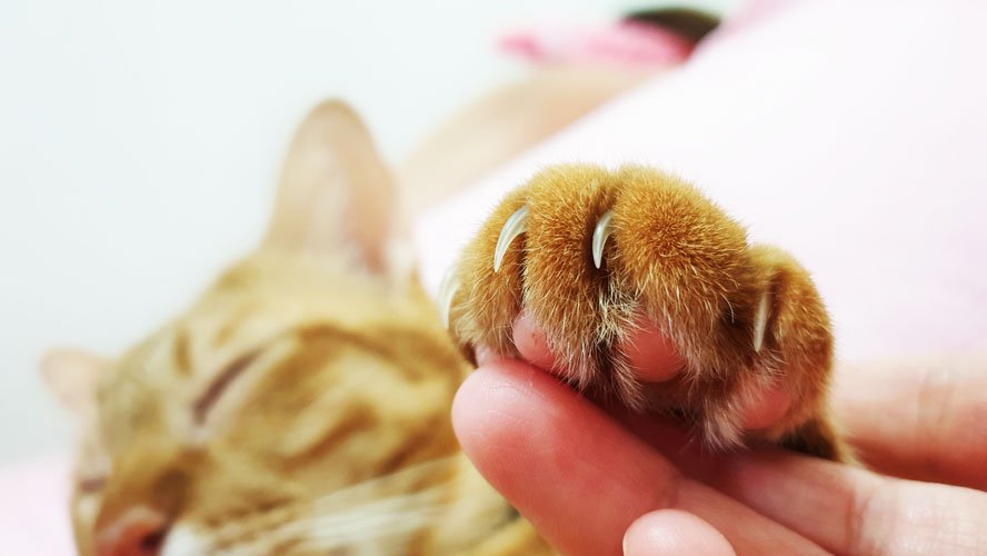 Lesiones producidas por los pies de gato: ¿Qué puedo hacer?