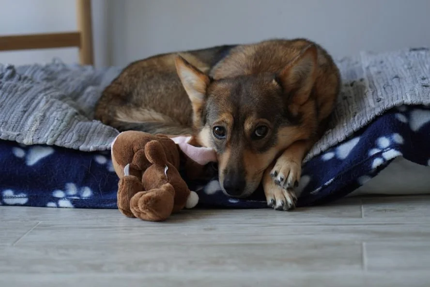 Hund ist unruhig und wechselt ständig den Platz warum und was tun? — confidu