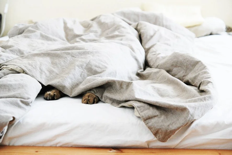 Warum schlafen Katzen so viel? Katzenverhalten erklärt — confidu