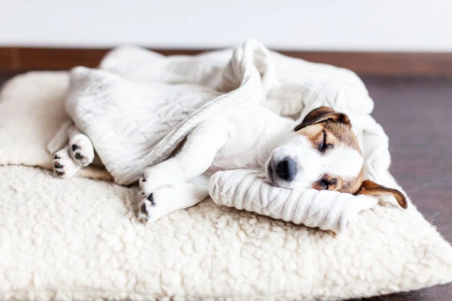 Welpe frisst nicht was tun? — confidu