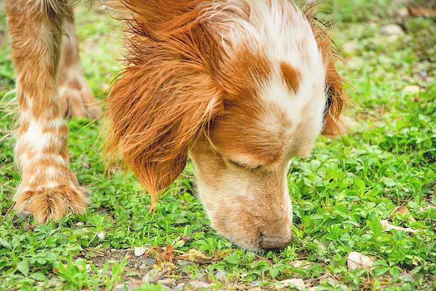 Warum wälzen sich Hunde in Kot? Hundeverhalten erklärt — confidu