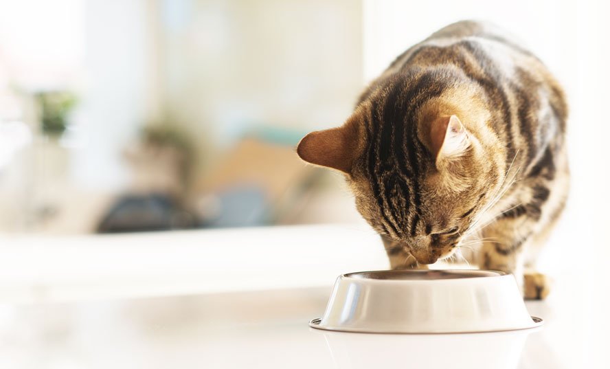 Opkast diarré hos katte - hvad skal man gøre? — confidu