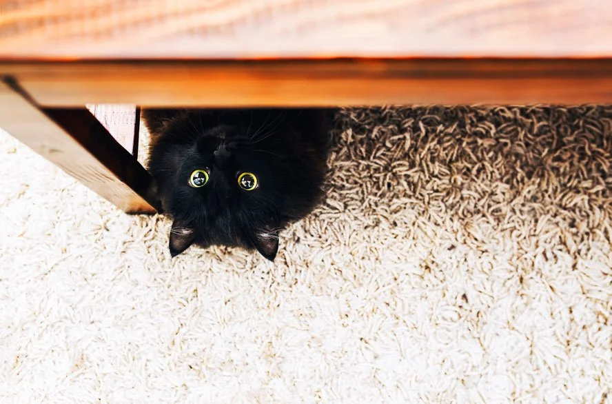 Meine Katze Rennt Wie Verrückt Durch Die Wohnung Warum rennt meine Katze wie verrückt durch die Wohnung? — confidu