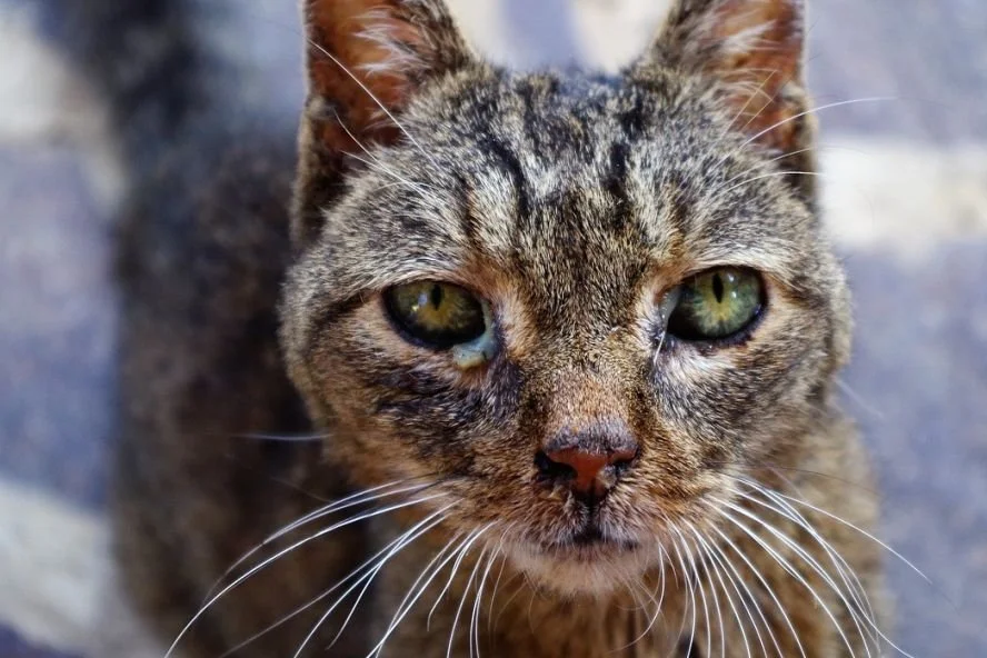 Katzenschnupfen Was tun und wie meine Katze schützen? — confidu