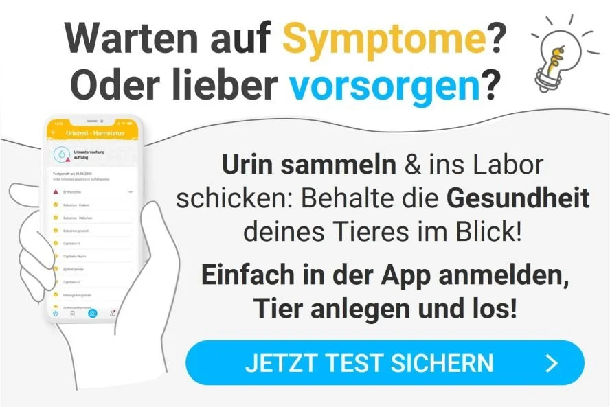 Urinuntersuchung bei Hund & Katze: Probengewinnung, Haltbarkeit, Tests im  Labor, Kosten & Dauer  confidu
