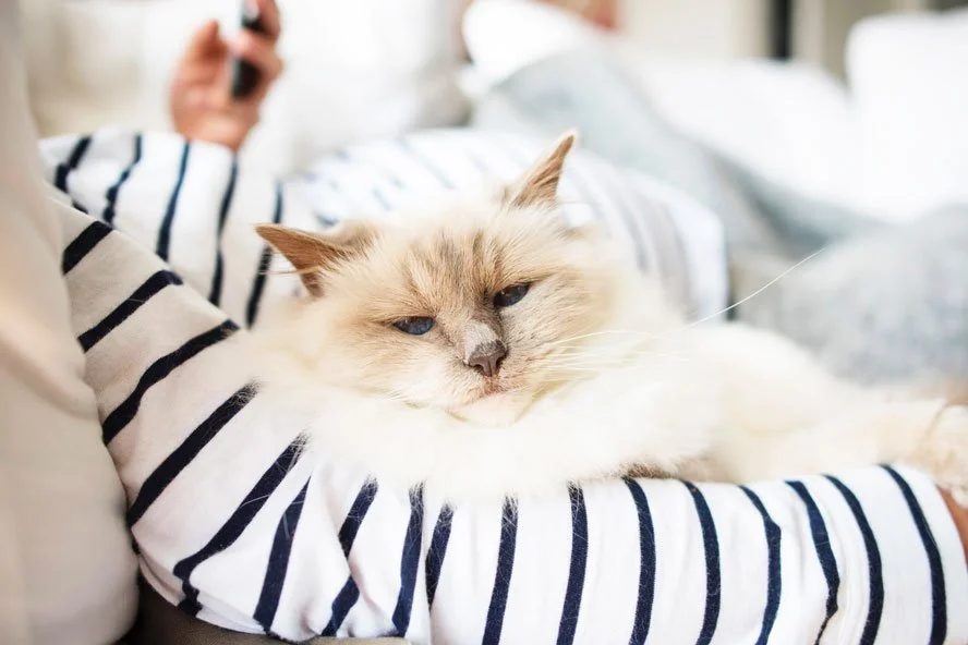 Katze erholt sich nicht nach Narkose Woran liegt das und was tun? — confidu