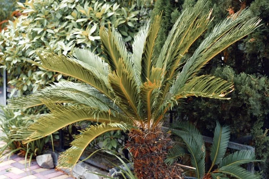 buy monstera deliciosa plant Monstera ‘Mint’ for Sale – Logee's Plants