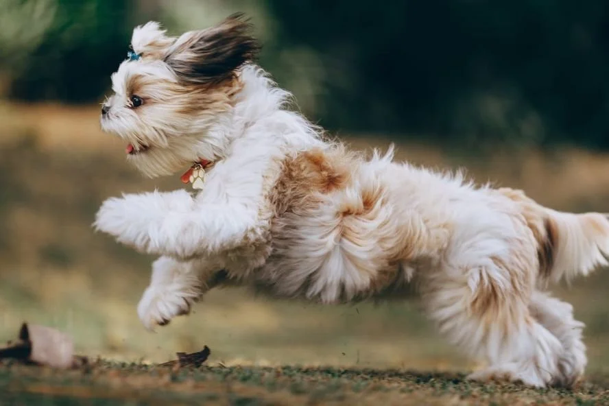Hunderassen-Lexikon: Der Shih Tzu — confidu