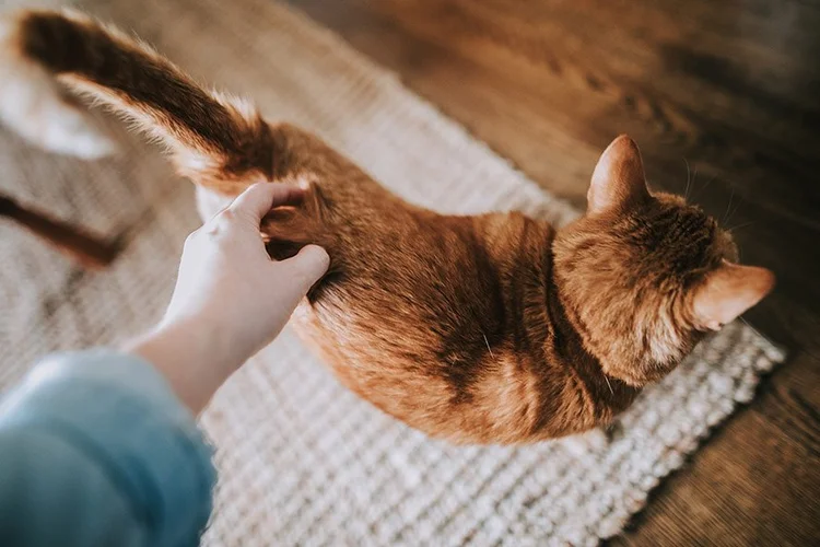 Verfilztes Fell bei der Katze Muss ich mir machen? — confidu