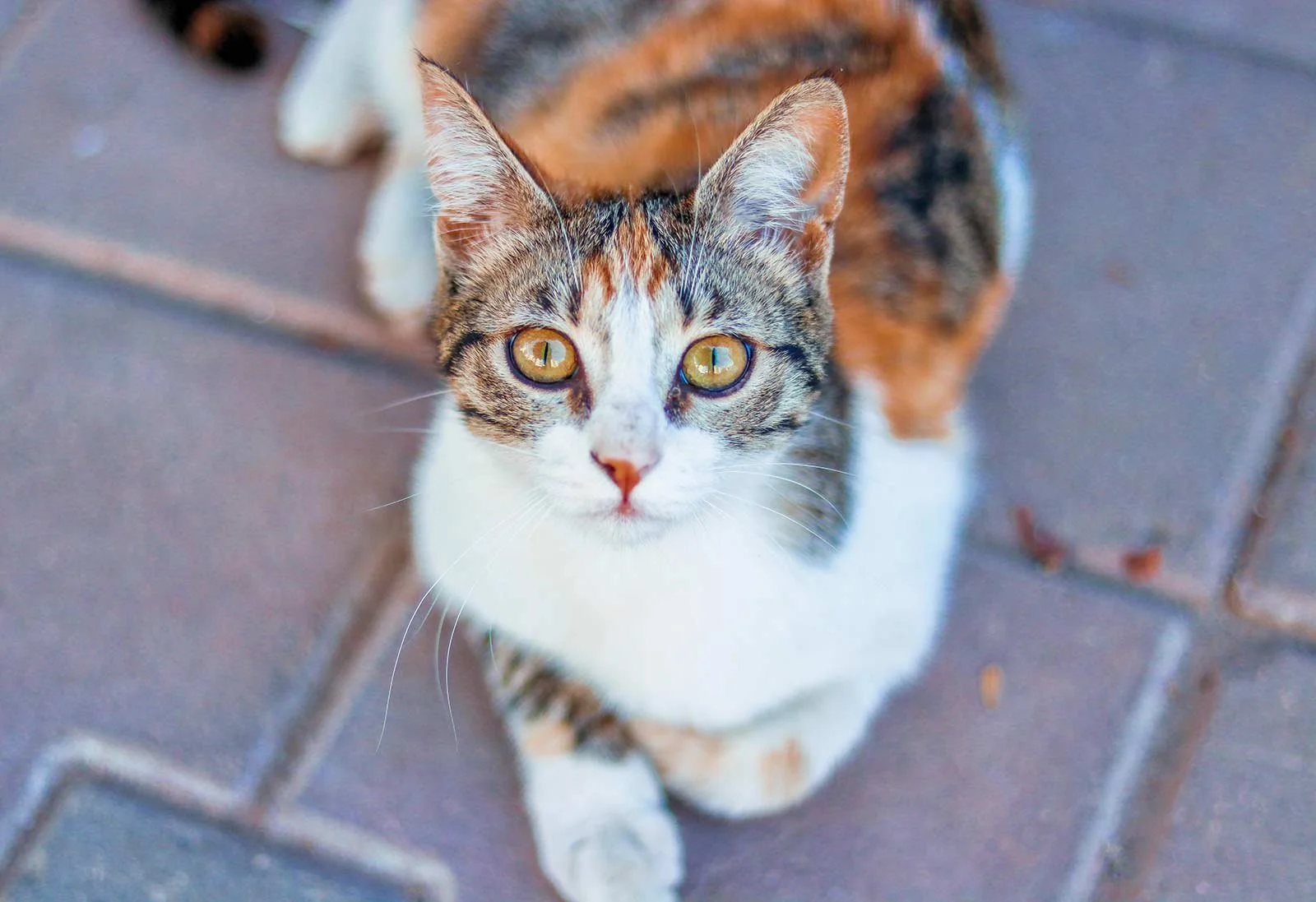 Geschlechtsbestimmung Bei Kitten Und Erwachsenen Katzen Confidu geschlechtsbestimmung-bei-kitten-und-erwachsenen-katzen-confidu