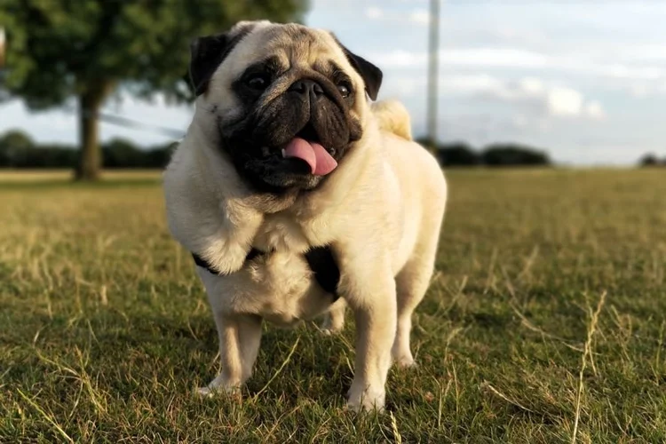 Hunderassen-Lexikon: Der Mops — confidu