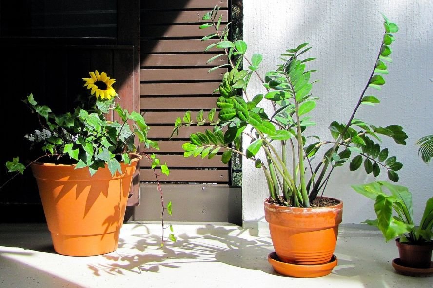 Zamioculcas - Giftig fr Hunde und Katzen  confidu