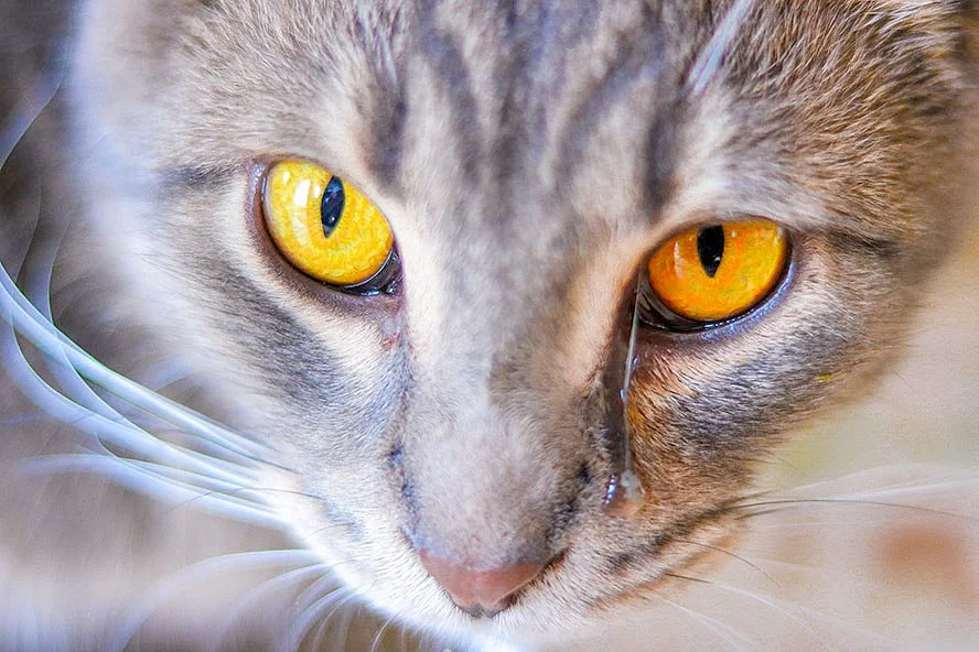 Katze Niest Oft Und Ein Auge Tränt Katze niest oft | Was tun und wann zum Arzt? — confidu