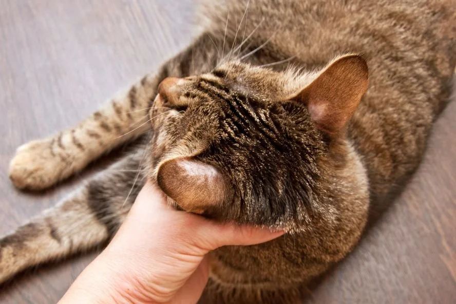 Katze Hat Kahle Stellen An Den Hinterbeinen Meine Katze hat eine kahle Stelle am Hals – warum und was tun? — confidu