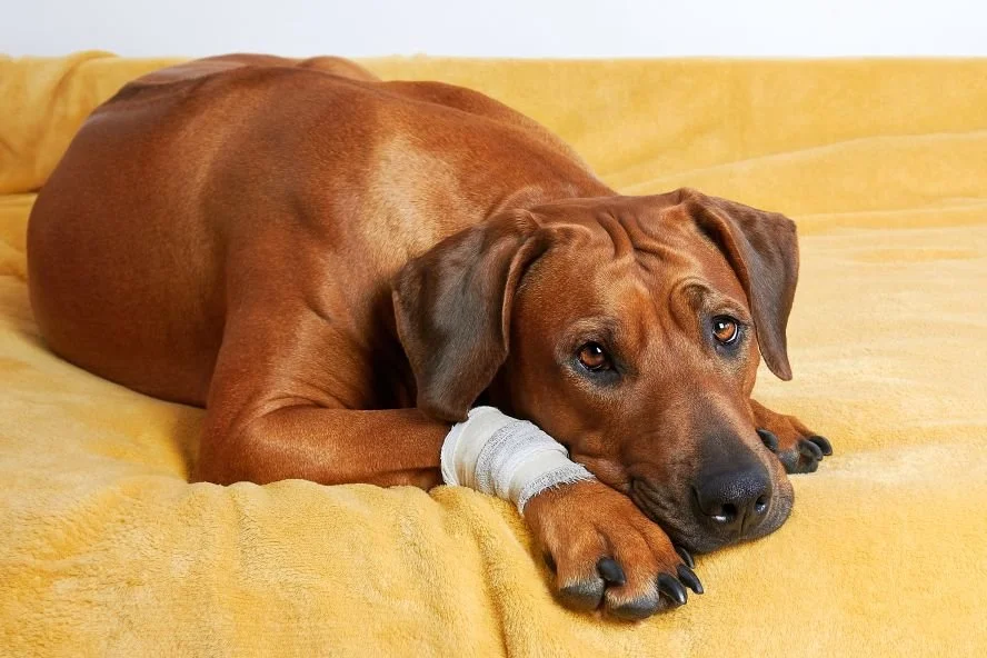 Hund Humpelt Pltzlich Vorne Rechts