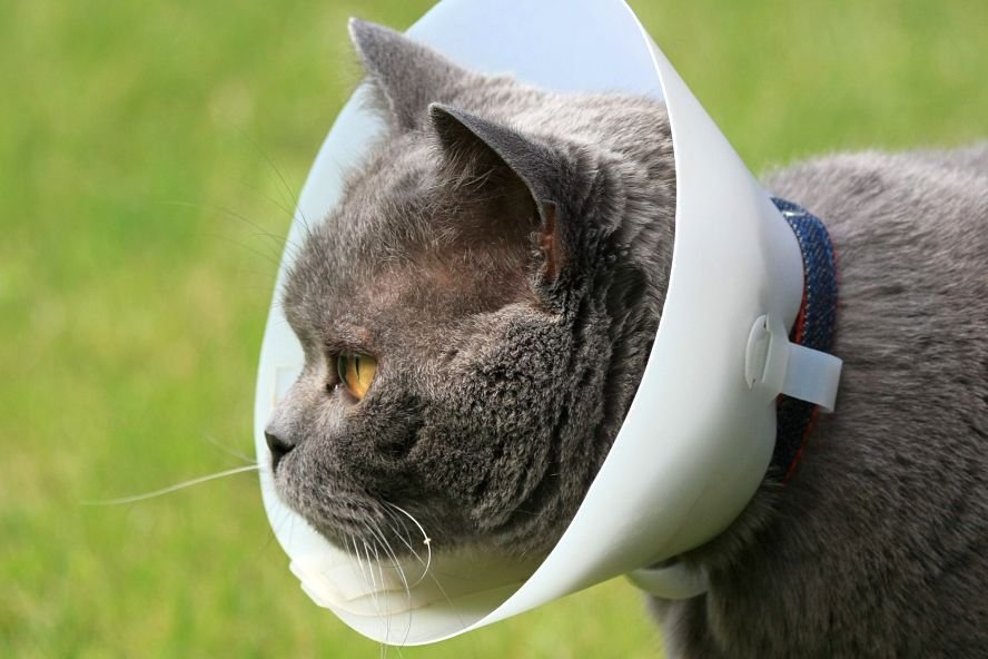 Verwunderlich Halskragen Katze Fressnapf Fotos