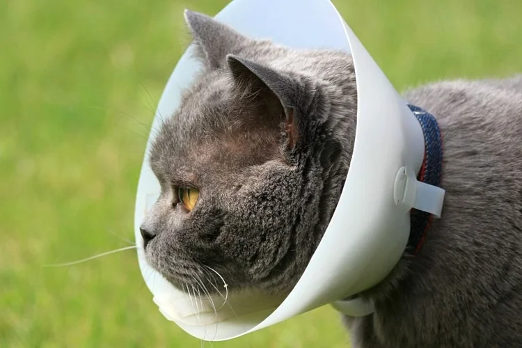 Katze Mit Halskrause Allein Lassen Halskrause für Katzen: Wie die Katze unterstützen? — confidu