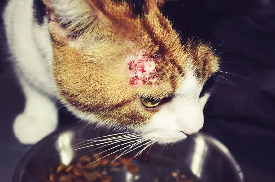 Katze Steckt Was Im Hals www.confidu.com