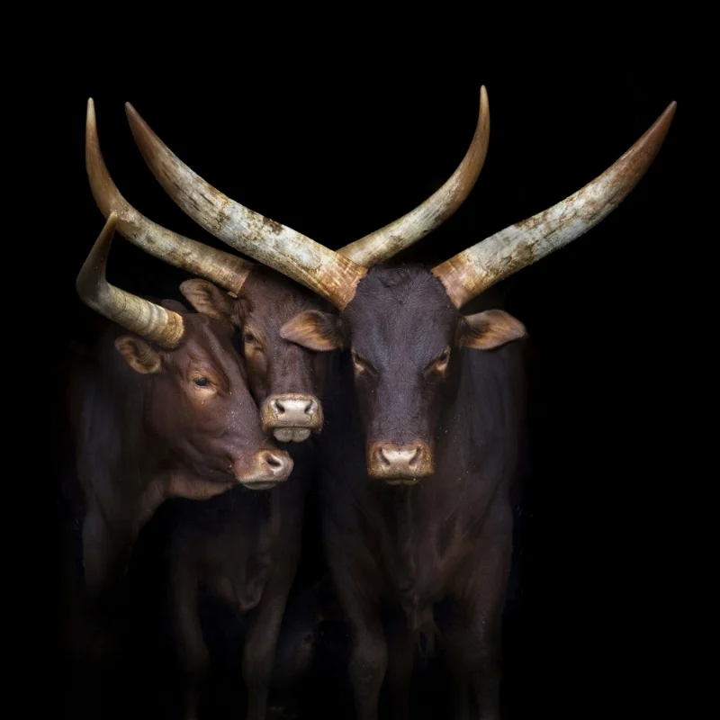 HI-RES HORNS.jpg