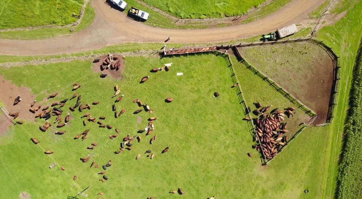 arial cattle.jpg