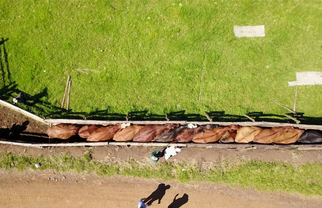 arial cattle 2.jpg