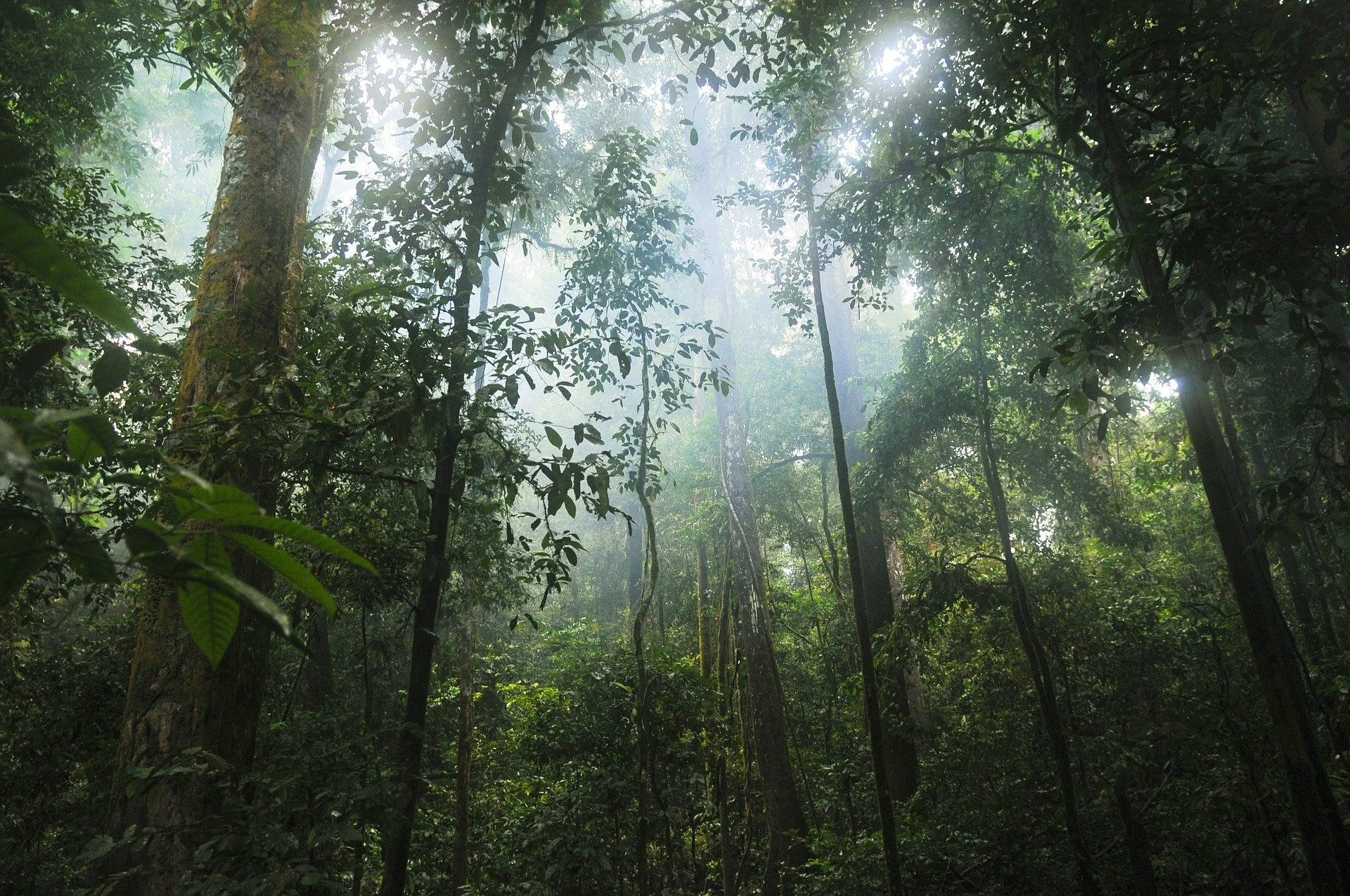 jungle-601542_1920.jpg