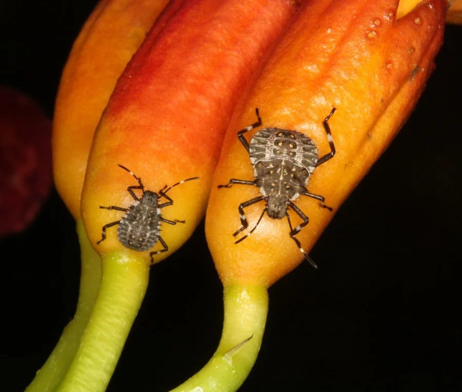 Figure 1: Brown Marmorated Stink Bugs. Image from Penn. State https://extension.psu.edu/brown-marmorated-stink-bug