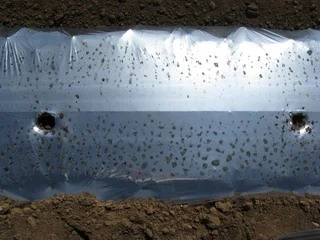 Figure 4: A reflective mulch for use in tomato culture. Image Colorado State University Extension http://wci.colostate.edu/shtml/CTV2008.shtml