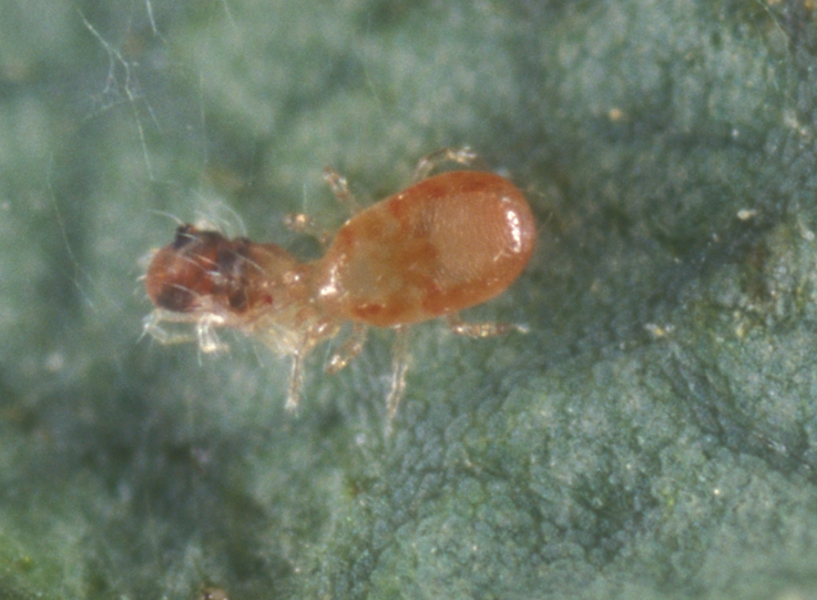 Figure 6: A predatory mite taking out a two spotted spider mite that is a severe pest of strawberries. Image Univ. FL http://entnemdept.ufl.edu/liburd/fruitnvegipm/images/research/Californicus.png