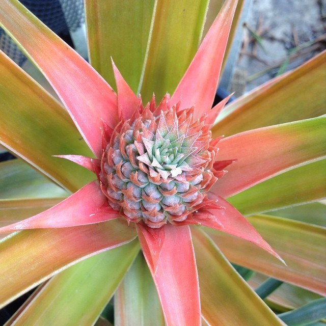 You can get the top of a store-bought pineapple to root and grow another pineapple in your own yard.