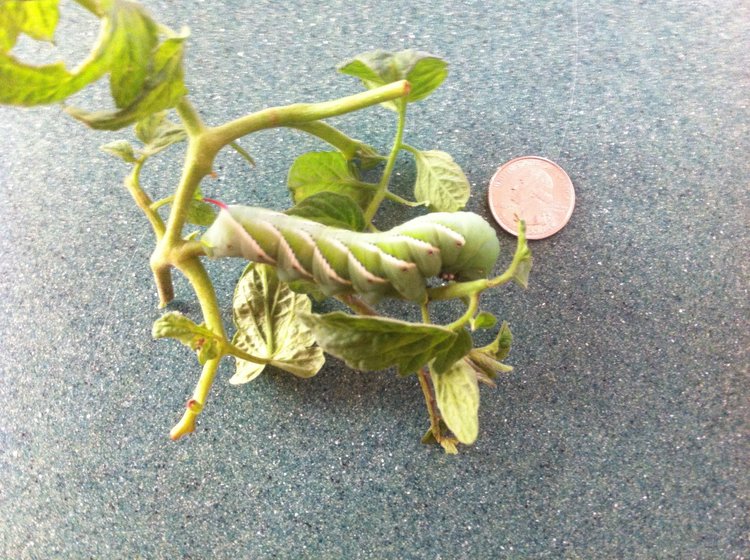 Hornworms always seem to find your tomato plants.