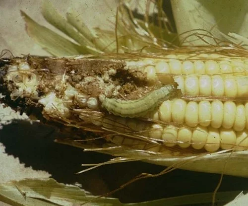 A nasty surprise when husking sweet corn.