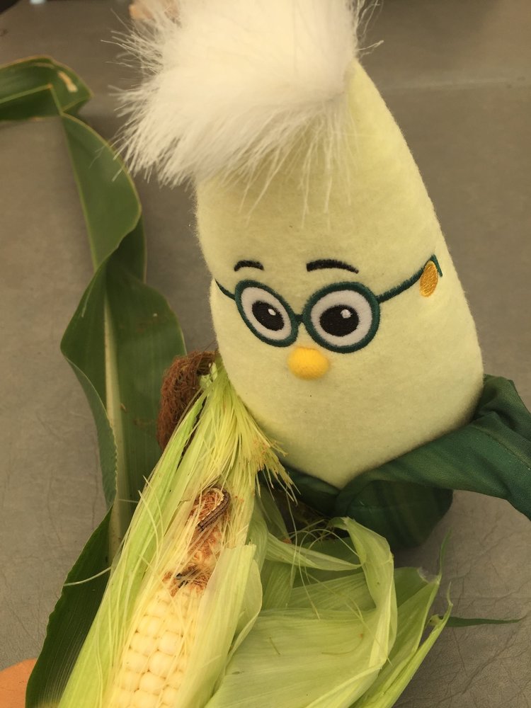 My Frank-N-Food plush asking "Why?" I let this happen to my corn.