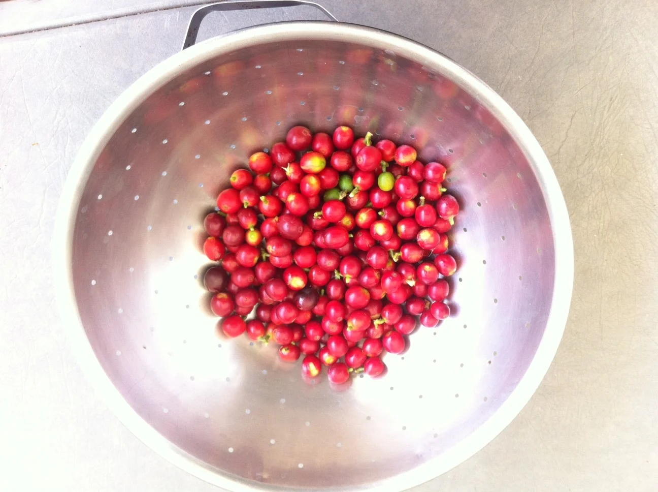 Ripe coffee berries from my yard.