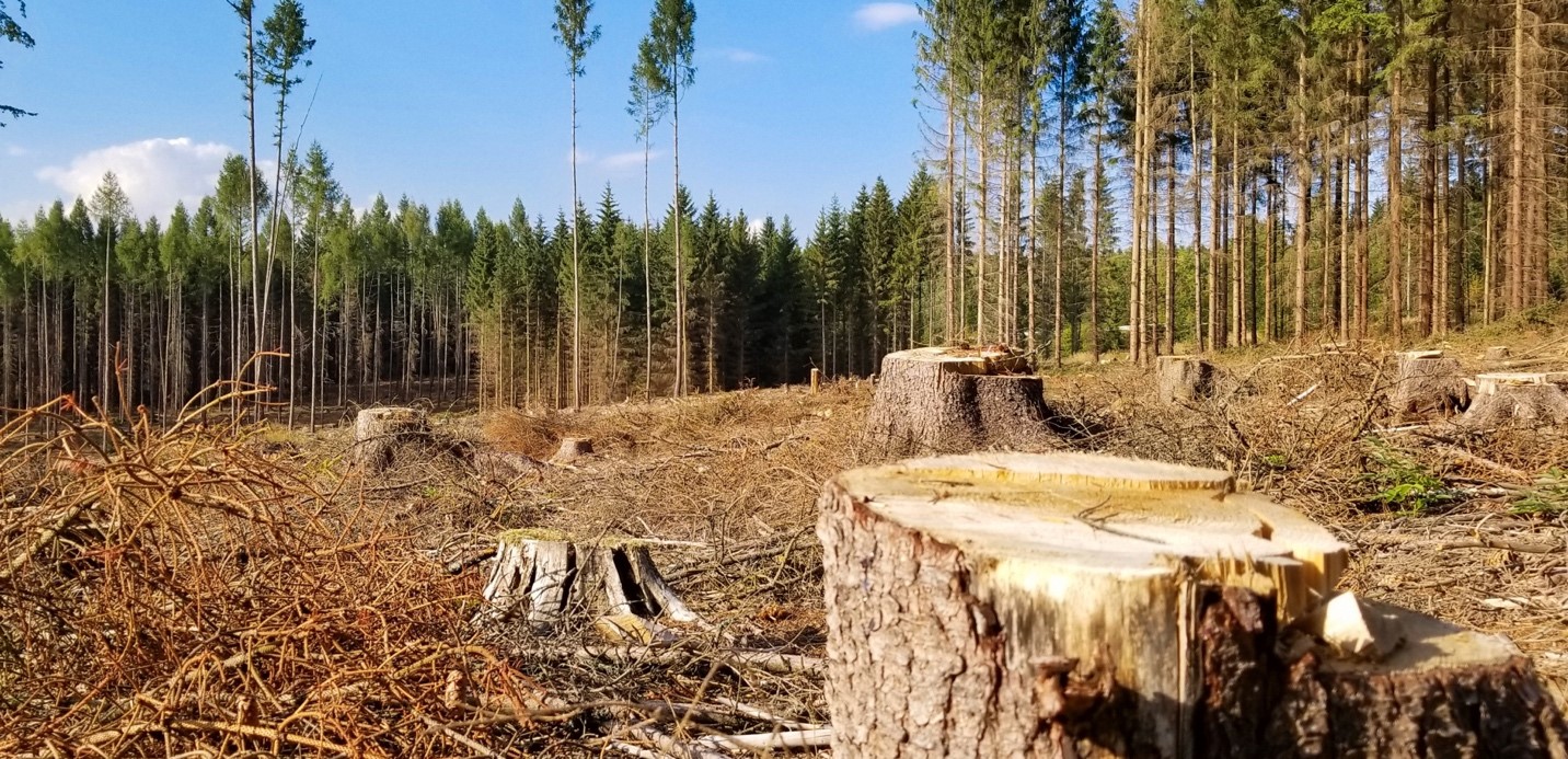 Image of deforestation by  Vera Kratochvil . Actually, this was originally a pest-based mass murder – bark beetle infestation.