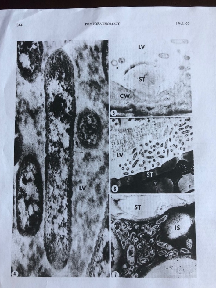 The image of the "culprit" taken with an electron microscope and published in the journal Phytopathology.