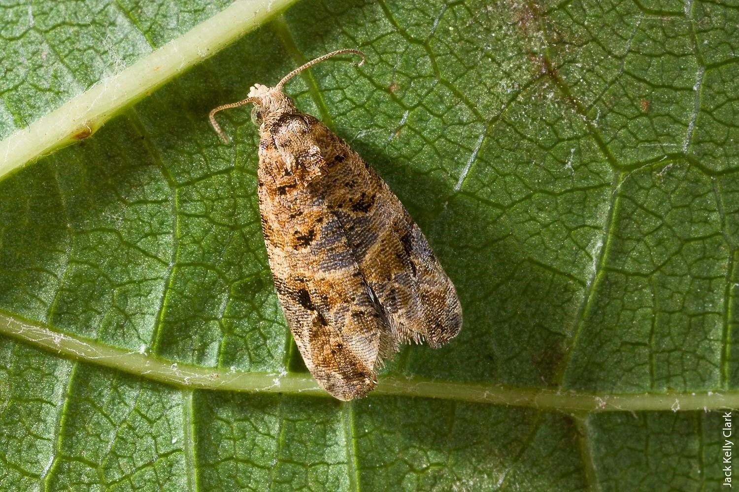 Lobesia: European Grapevine Moth image by Jack Kelly Clark , University of California Extension