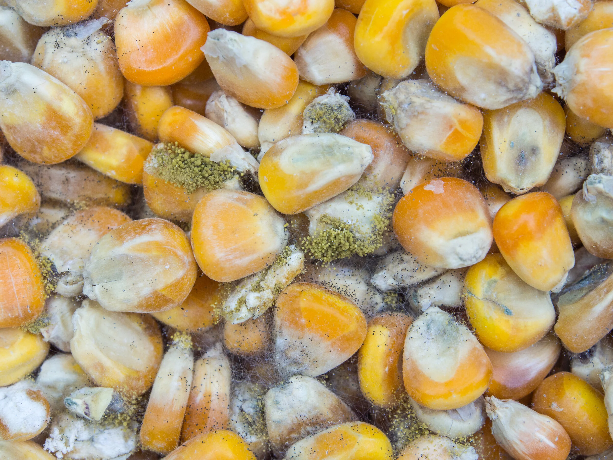 Corn kernels afflicted with aflatoxin.