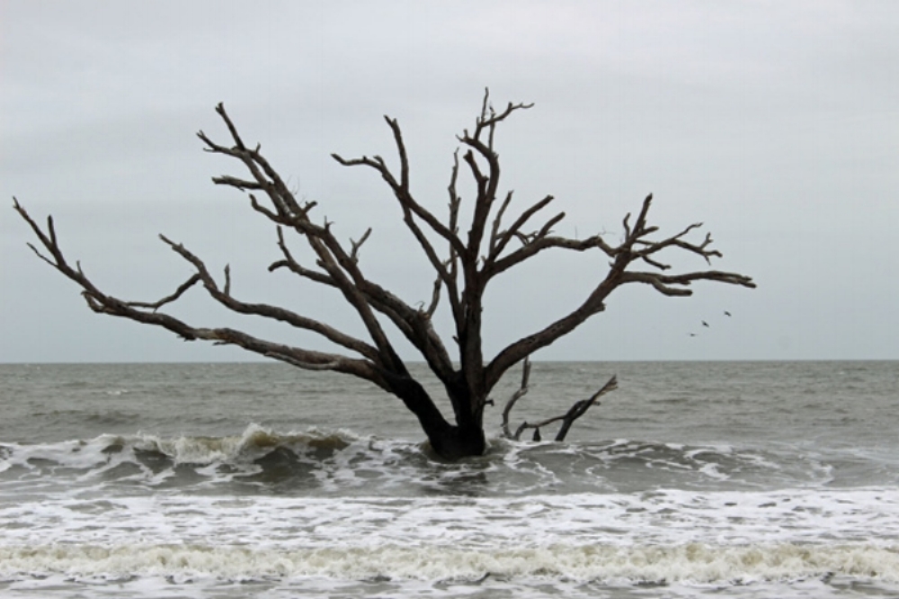 Boneyard Beach of Botany Bay WMA