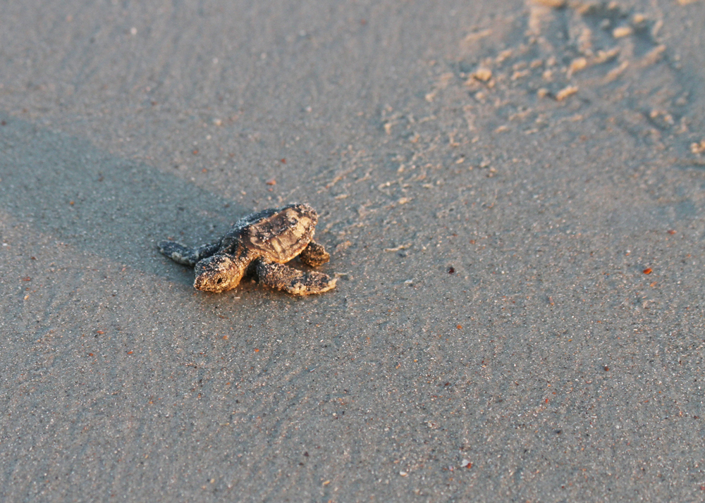 Loggerhead hatchling begins its trek to the ocean on Edisto Beach.