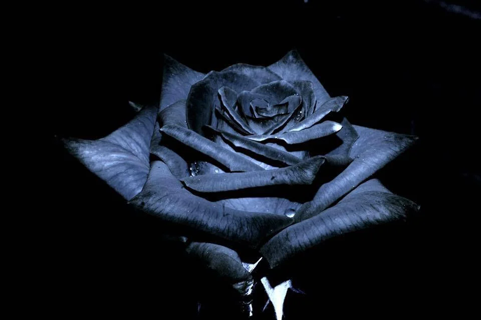 black-madonna-black-rose.jpg