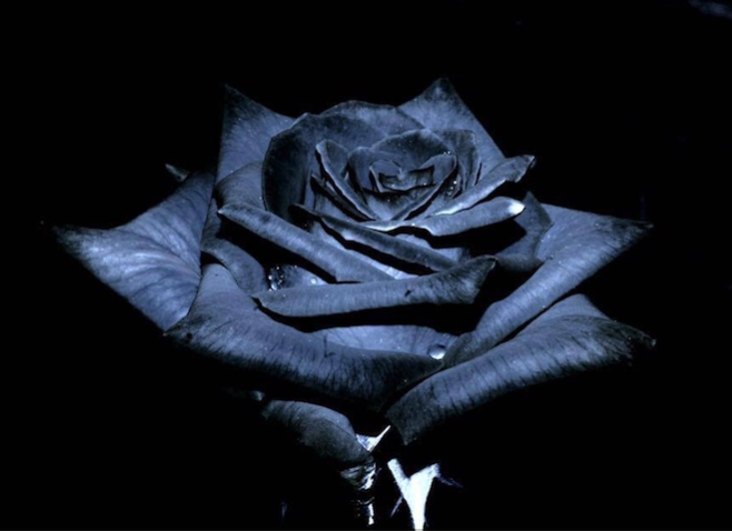 The Black Madonna: an archetype of the Great Mother