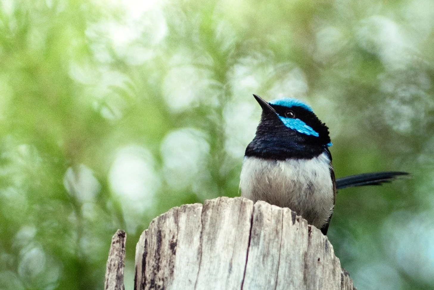 A common and familiar bird to south-east Australia, named none other than the Suburb Fairywren 🧚&zwj;♀️