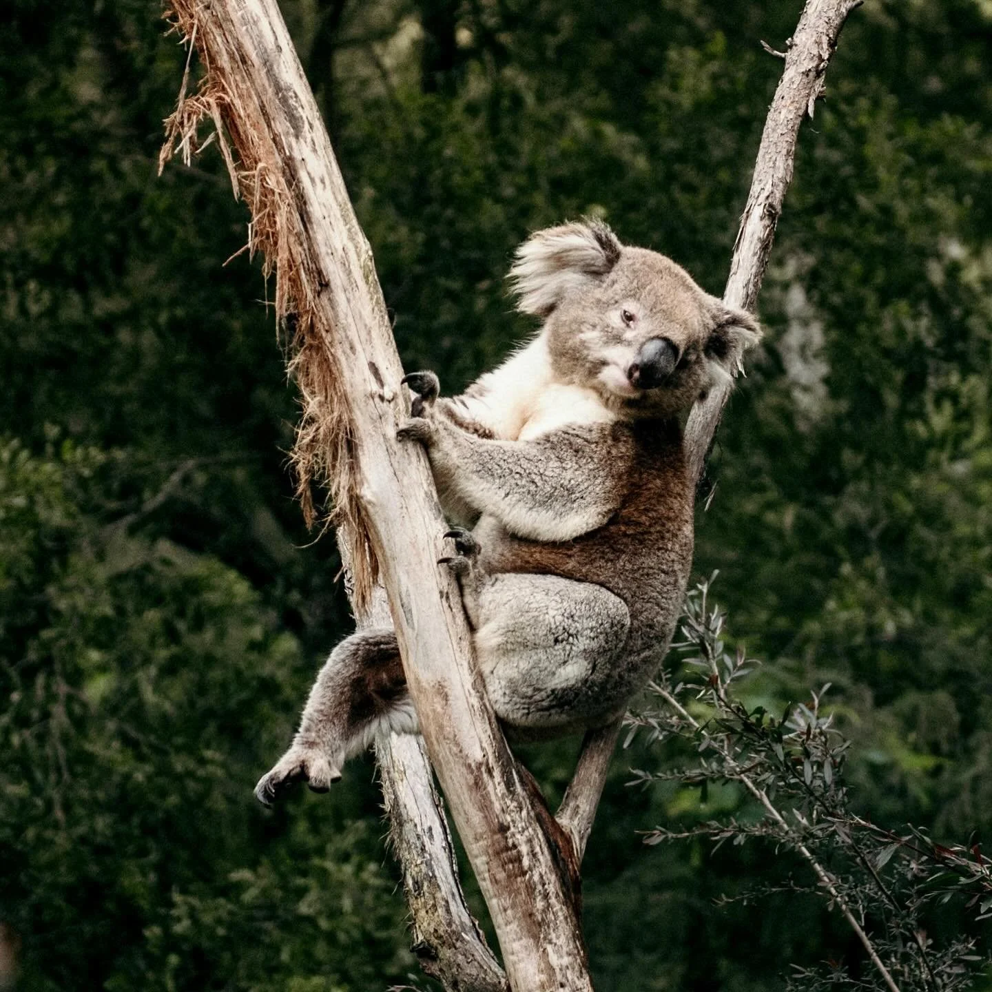 Koala-ity hanging 😎