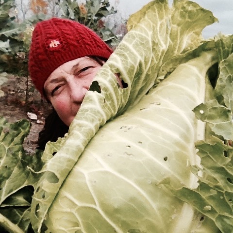 Cabbage.jpg