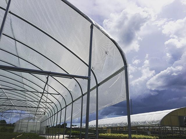 Nearing the end of construction on the Sun-Fire Nurseries plantation.

Features: Extended 10&rsquo; Sidewalls, Polyethylene Roofing and Rollup Side Curtains