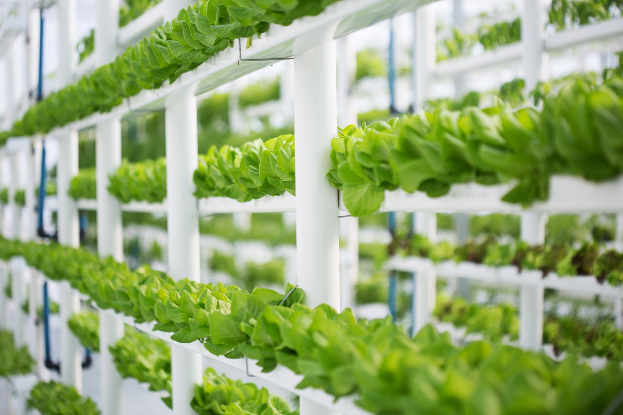 hydroponics.jpg