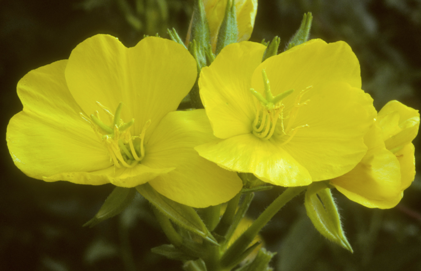 Evening primrose supplements are great for skin health.